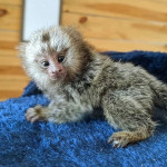 Opice marmoset na adopciu – fotka 2