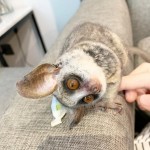 2 mláďatá Bush na adopciu.