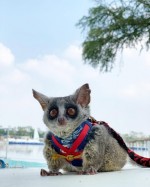 2 mláďatá Bush na adopciu.