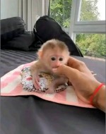 Rozkošné kapucínske opičky hľadajú nový domov