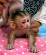 Opička kapucínka na adopciu