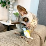 Bush babuy na adopciu