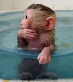 Registrované kapucínske opice na adopciu