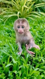 Malé kapucínske opice